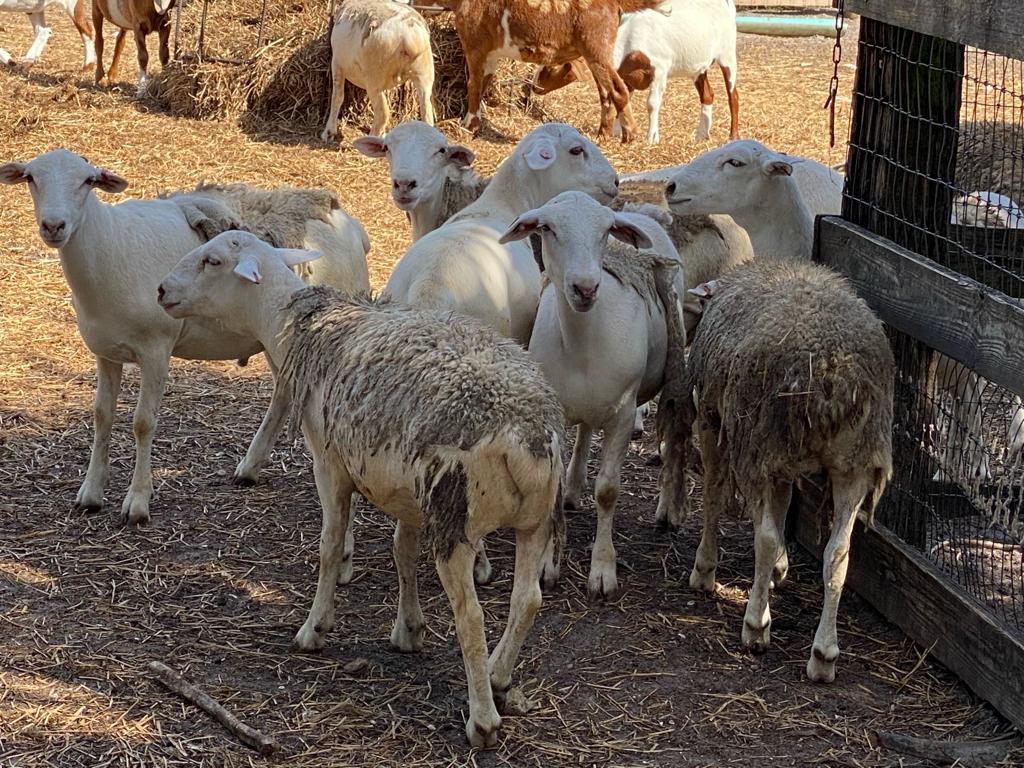 Lamb